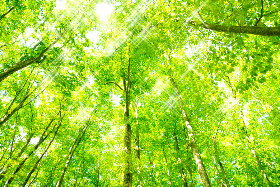 ブラ紐イメージ写真