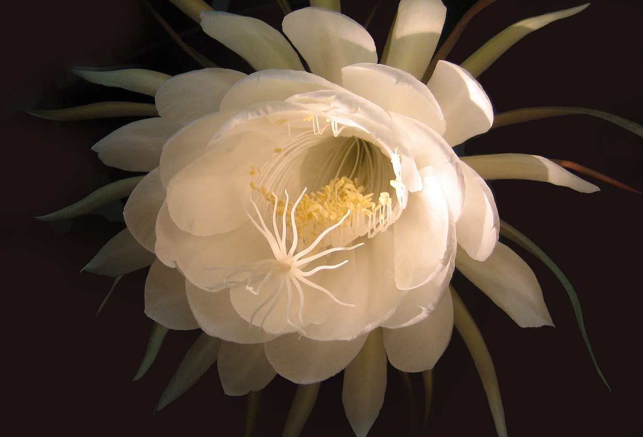 月下美人イメージ写真